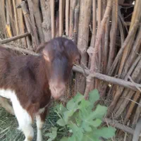 کیسه آبستن ۹۰۰۰۰۰۰