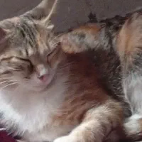 واگذاری گربه خونگی رایگان