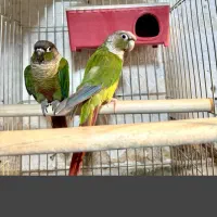 طوطی گرینچک