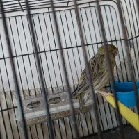 قناری نر کرست مست شلاقی