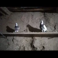 باسلام چند جفت طوق زوردار|پرنده|ماهیدشت, |دیوار