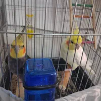یک جفت عروس هلندی