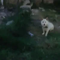 سگ پاکوتاه دزدیده شده|حیوانات|پارس‌آباد, |دیوار