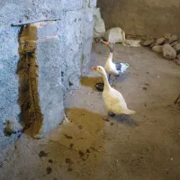 غاز