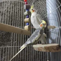 جفت عروس جوان و جفت‌خورده