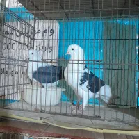 کبوترپرشی|پرنده|سرخنکلاته, |دیوار