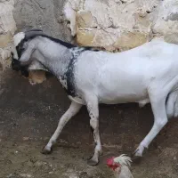 فروش عدد حیوان سومال|حیوانات مزرعه|کوخرد هرنگ, |دیوار