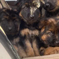 توله سگ ژرمن شولاین موبلند