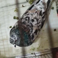 کفتر سرور
