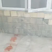 انجام کلیه امور گچ کاری|خدمات پیشه و مهارت|نورآباد, |دیوار