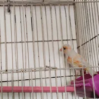 قناری نر مست روانی|پرنده|شیراز, ده پیاله|دیوار