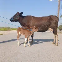 گاو باگوساله جرسی از نجاته شیری ۱۲کیلو دووعده