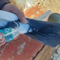 دمبی سیاه .خوشرنگ سرخ|پرنده|قزوین, |دیوار