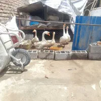 قوغاز|حیوانات مزرعه|ارومیه, |دیوار