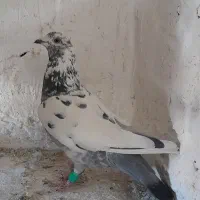 کفتر بوم المانی کرمونی رنگه