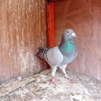 کفتر مسافتی