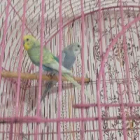 مرغ رنگین کمانی بالغ کارکرده