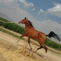 کره مادیون درهشور مدارک تکمیل