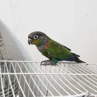 جوجه کریمسون داخلی نر و ماده