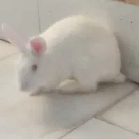 خرگوش چشم قرمز