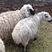 بز  میش|حیوانات مزرعه|جلگه ماژان, |دیوار