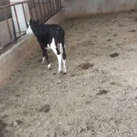 بندرماهشهر فروش گوساله