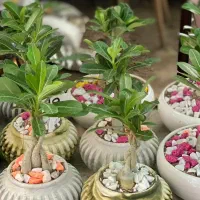 گلدون سنگ مصنوعی|صنایع دستی و سایر لوازم تزئینی|بروجرد, |دیوار