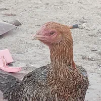 مرغ لاری اصیل