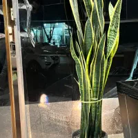 سانسوریا ابلق