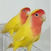 یک جفت گرینچیک رام و دستی|پرنده|بافت, |دیوار