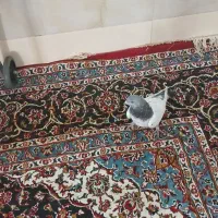 کبوتر دوکت زرد رواعب وکلدار|پرنده|قم, سرحوض|دیوار