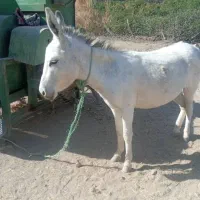 الاغ ماده فروشی