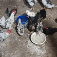 مرغ خروس عربی اصیل.تخمگذار