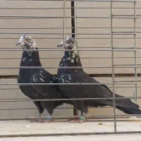 ۴۰ جفت کبوتر نامبروان کاشان