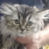 بریتیش|گربه|کرج, چمران|دیوار