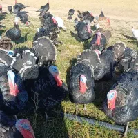 بوقلمون فروشی