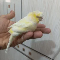 ..قناری ماده|پرنده|میناب, |دیوار