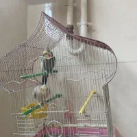 طوطی عروس هلندی نر و ماده باهم 1ملیون|پرنده|لنگرود, |دیوار