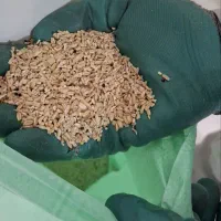 گندم نیم دانه وگندم نیم دانه سبوس دار|عمدهفروشی|رامند, |دیوار