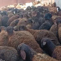 حیوانات|حیوانات مزرعه|باسمنج, |دیوار