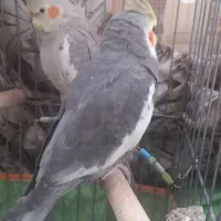 یک جفت عروس هلندی نر وماده