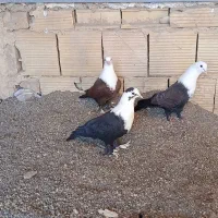 کفترکربلایی