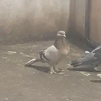 کبوتر تر کیه ای|پرنده|بروجن, |دیوار