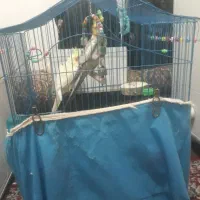 طوطی عروس نروماده