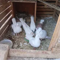 کبوتر