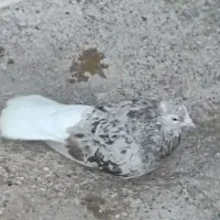 کبوتر|پرنده|خرمشهر, |دیوار