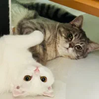 گربه اسکاتیش