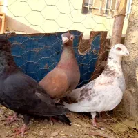 کفتر کاکلی سرخ زاغ قره مینا|پرنده|خواف, |دیوار