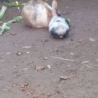 خرگوش نر|موش و خرگوش|نیشابور, مازول|دیوار