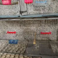 قفس جوجه پران|لوازم جانبی حیوانات|ارومیه, |دیوار